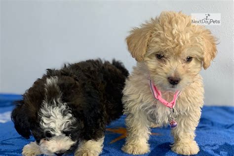 Polos maltipoos produce toy and teacup maltipoo puppies. Maltipoo Puppies: Malti Poo - Maltipoo puppy for sale near ...