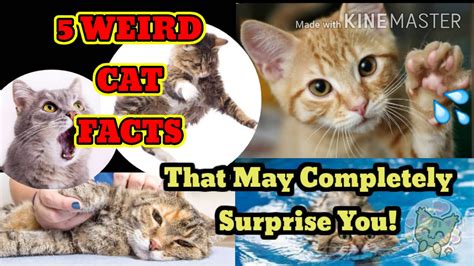 5 Weird Cat Facts That May Completely Surprise You Youtube