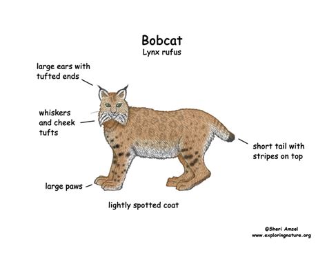 Bobcat