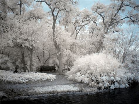 Gambar Pohon Cabang Mekar Salju Musim Dingin Hitam Dan Putih