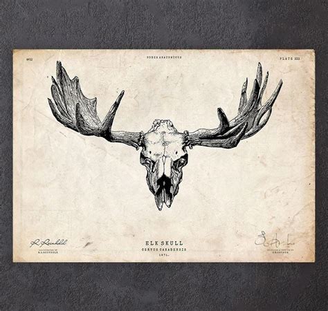 Moose Skull Drawing At Getdrawings Free Download