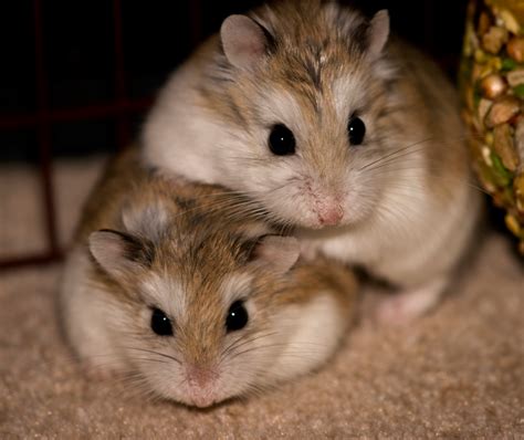 How To Keep A Roborovski Dwarf Hamster Robo Hamster Care Guide Kuvat