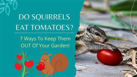 Do Squirrels Eat Tomatoes 7 Ways To Keep Them Out Of Your Garden