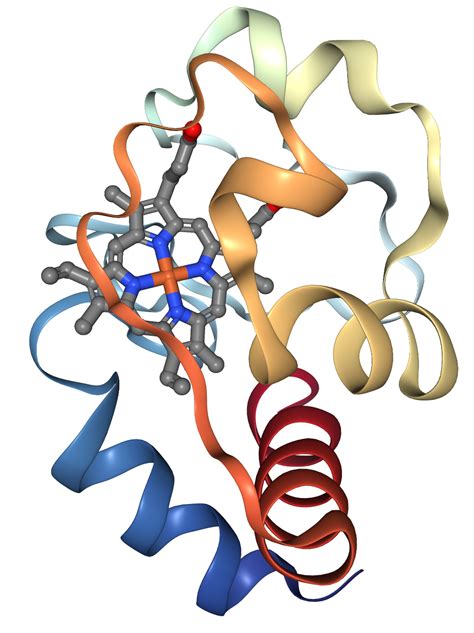 Cytochrome c Protein Overview Sequence, Structure, Function and