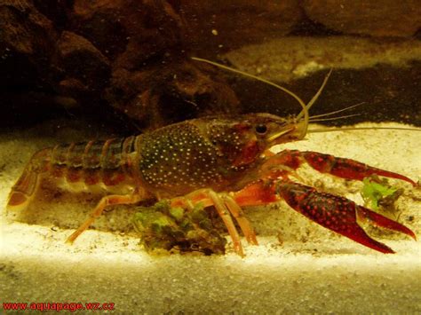 Procambarus Clarkii Facts Characteristics Habitat And More Animal