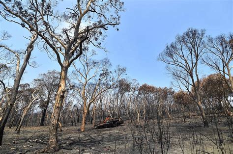 Sebahagian besar daripada hutan di negara ini musnah sejak musim kebakaran yang bermula pada lewat julai 2019. Hujan Ringankan Beban Petugas Kebakaran Hutan di Australia ...