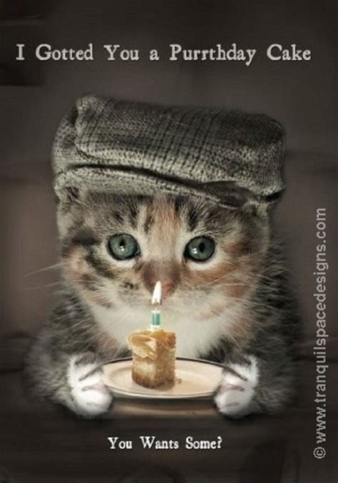 Pin By Robi Nelson On Kitty Birthdays Happy Birthday Cat Cat