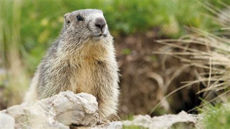 They are the heaviest members of the squirrel family. Frühlingsgefühle: Das Murmeltier | Bayern 1 | Radio | BR.de