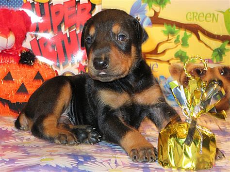 List of doberman breeder worldwide. Doberman Pinscher Puppy Breeders in Kentucky | Henson's ...