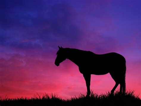 Horse Sunset Meadow Nature Free Stock Photo Public Domain Pictures