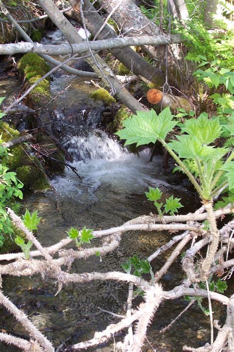 Maybe you would like to learn more about one of these? Beaver Creek Cabins & Guide Service: Resurrection Pass Trail