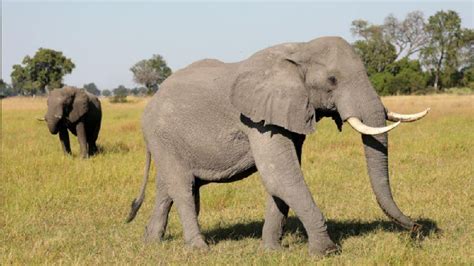 Botswana Investigates 154 Elephant Deaths Poaching Ruled Out Cgtn