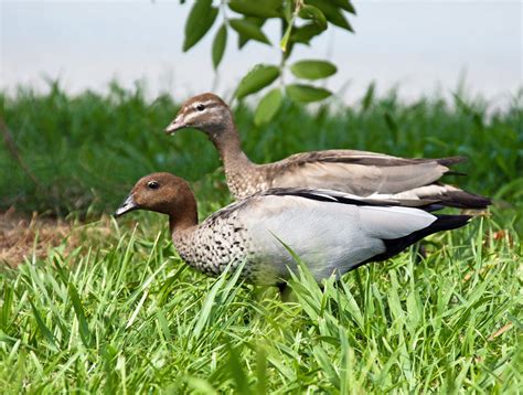 Australian Wood Duck Maned Duck Or Maned Goose Chenonetta Jubata Is