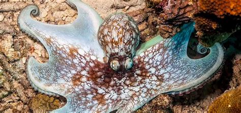 Starting An Octopus Home Aquarium Tropical Fish Hobbyist Magazine