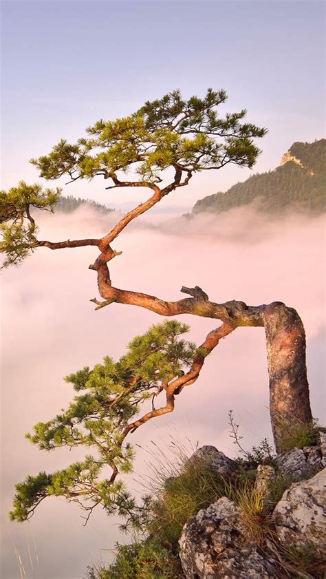 Oriental Pine Wallpaper Nature Photography Weird Trees Beautiful Nature