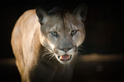 Die choreographie von willi dorner hinterfragt im rahmen von impulstanz, was sich seit dem ausbruch der pandemie verändert hat. Puma Predator 5k, HD Animals, 4k Wallpapers, Images ...