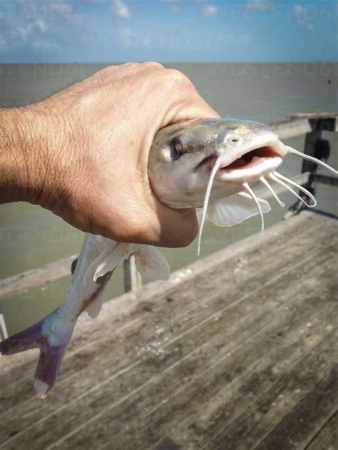 Young Gafftopsail Catfish Bagre Marinus Caught On A Fishing Pier