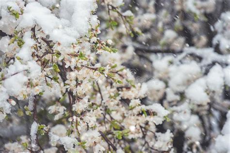 Abnormal Natural Phenomenon Snowfall At Spring During Tree Blossoming