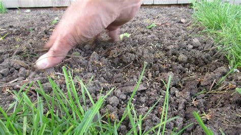 Walmart.com has been visited by 1m+ users in the past month How to Plant Grass Seed - YouTube