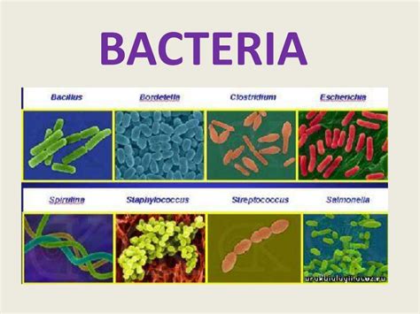 Ppt Bacteria Powerpoint Presentation Free Download Id