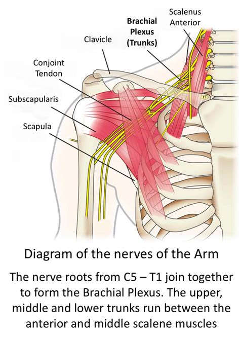 Anatomy Of The Brachial Plexus The Innervation Of The Upper Limb