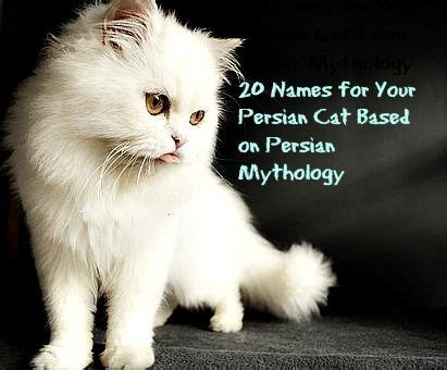 Marilyn monroe owned a white persian cat named mitsou. 20 Amazing Names for Your Persian Cat Based on Persian ...