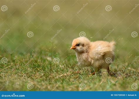 Fluffy Yellow Baby Chick Stock Photo Image Of Farming 155720550