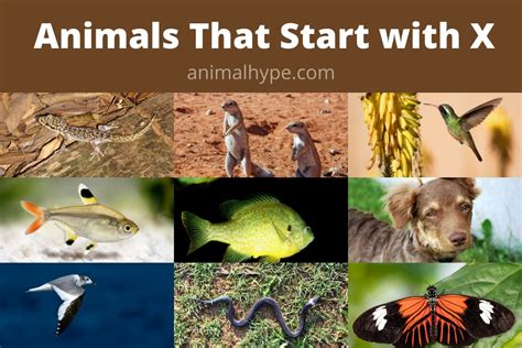 26 Animals That Start With X Fun Learning List Animal Hype