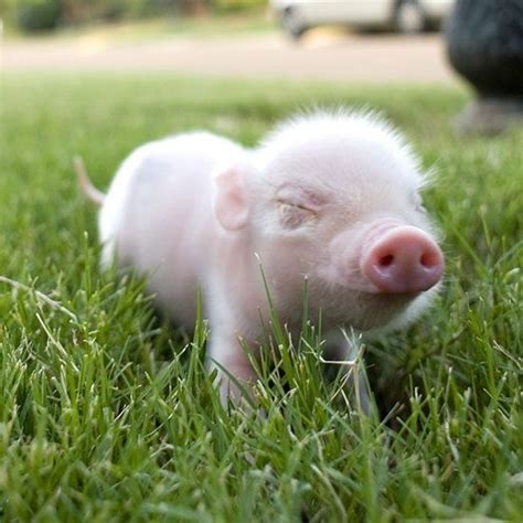 Newborn Cerdos Mascotas Cerditos Bebes Cerdos Divertidos