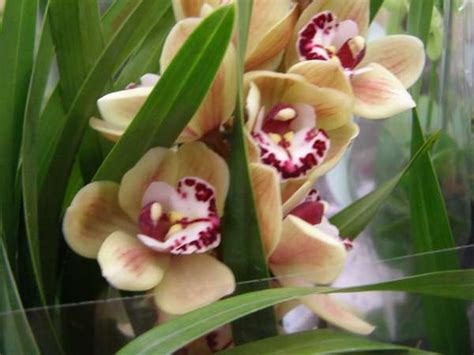 Orchid Cymbidium Plant