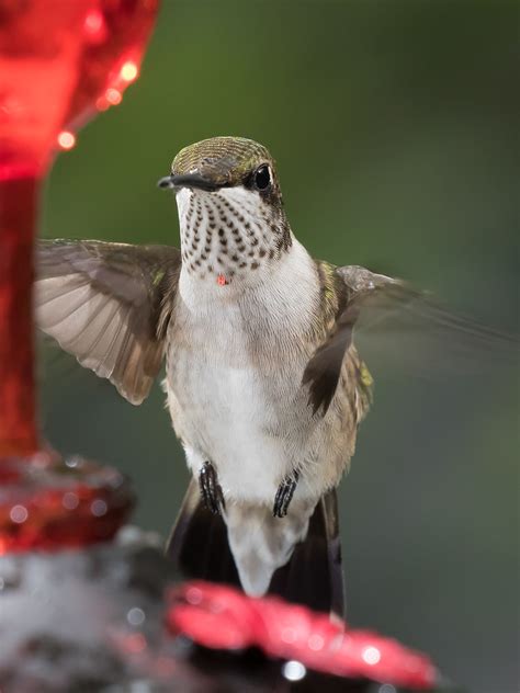 Ruby Throated Hummingbird Archilochus Colubris Mark Carlisle Flickr