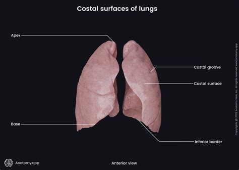 Lungs Encyclopedia Anatomyapp Learn Anatomy 3d Models