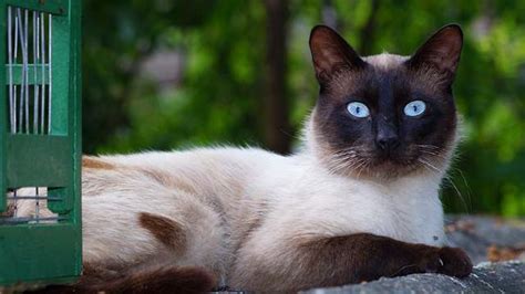 8 Ways To Tell If Siamese Cats Are Smarter Than Average Pet Safekeeping