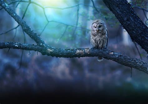 Owl Nature Forest Wallpaper Hd Birds Wallpapers K Wallpapers Images
