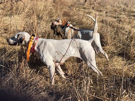 Check spelling or type a new query. Missouri Hunting Outfitters | Pheasant Chukar Quail ...