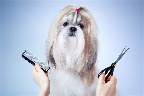 Dog Grooming Wallpapers High Quality Download Free