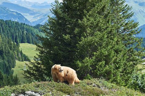 Geboren war die wölfin 2009. Besuch im Arosa Bärenland und Alpkäserei Parpan