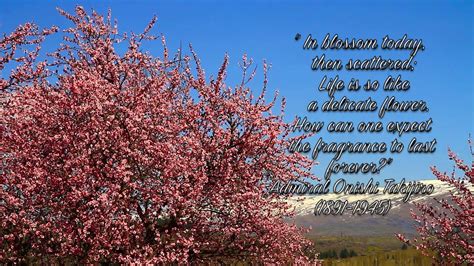 Cherry blossoms are a fleeting joy and many of the themes throughout the tale of genji are an example of this the perfect time to read these cherry blossom quotes would be at a hanami party. SAKURA 🌸 CHERRY BLOSSOMS BEAUTIFUL CHERRY BLOSSOM QUOTES ...