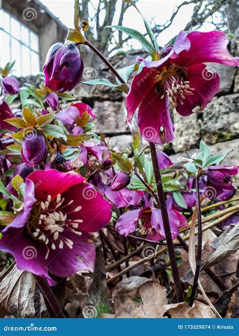 Early Spring Flower Purple Hellebore Stock Photo Image Of Helleborus