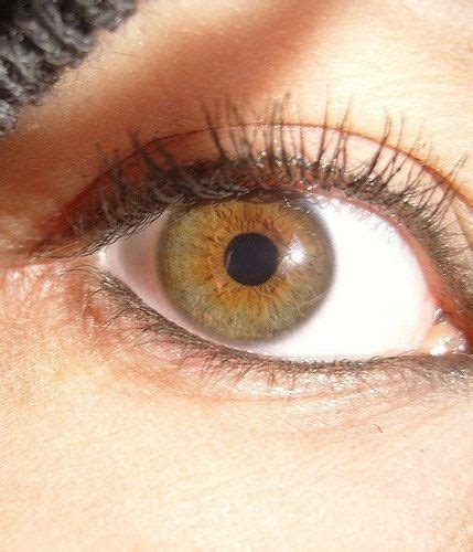 What Is The Difference Between Amber And Hazel Eyes Quora Hazel