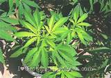 Marijuana Root Growth Images
