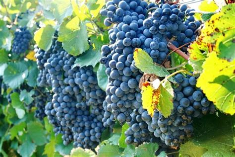 I put them on a cattle panel trellis and reshaping all of them to it. Grape Vine Plant: The Basics - SecondBottle Presents Grape ...