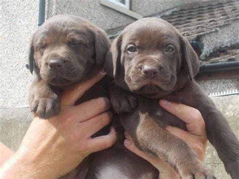 Weimaraner Dogs And Puppies For Sale Pets4homes Weimaraner Dogs
