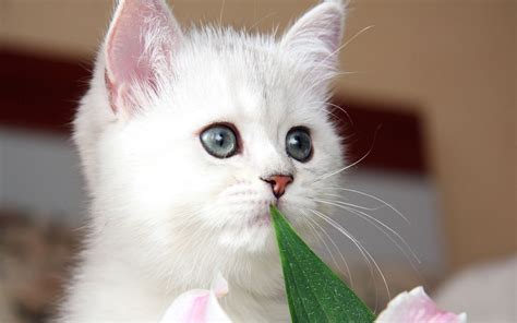 Free Download Cute Kittens Hd Wallpapers High Definition Free X For Your Desktop