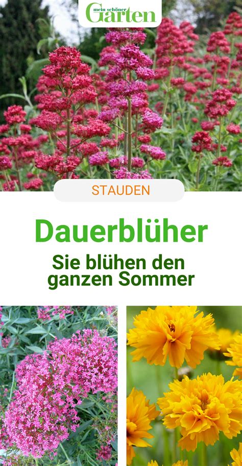 Es gibt sie in den verschiedensten formen und farben und für verschiedene standorte, sodass man im prinzip jede ecke im garten mit ihnen gestalten kann. Im Staudenbeet: Dauerblüher - Im Staudenbeet sind Stauden ...