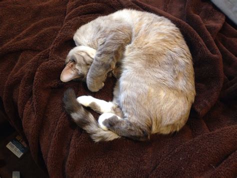 A Cat Is Curled Up And Sleeping On A Brown Blanket With Its Eyes Closed