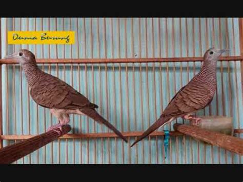 Burung flamboyan atau lebih dikenal dengan nama wergan jawa merupakan jenis burung berukuran kecil yang hanya memiliki ukuran tubuh sekitar 14 cm. Suara burung perkutut juara - YouTube