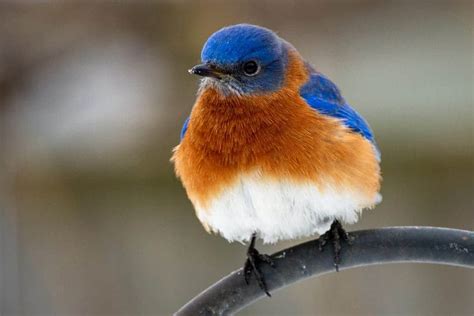 Introducing 15 Birds With Eye Catching Orange Chests