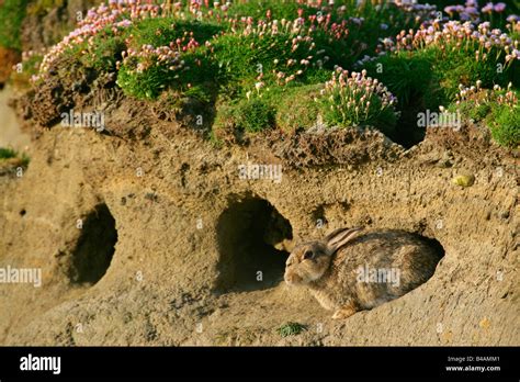 Rabbit Burrow Uk High Resolution Stock Photography And Images Alamy