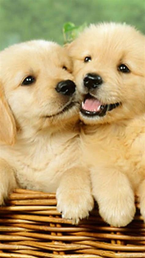 Cute Puppy Pictures For Wallpaper